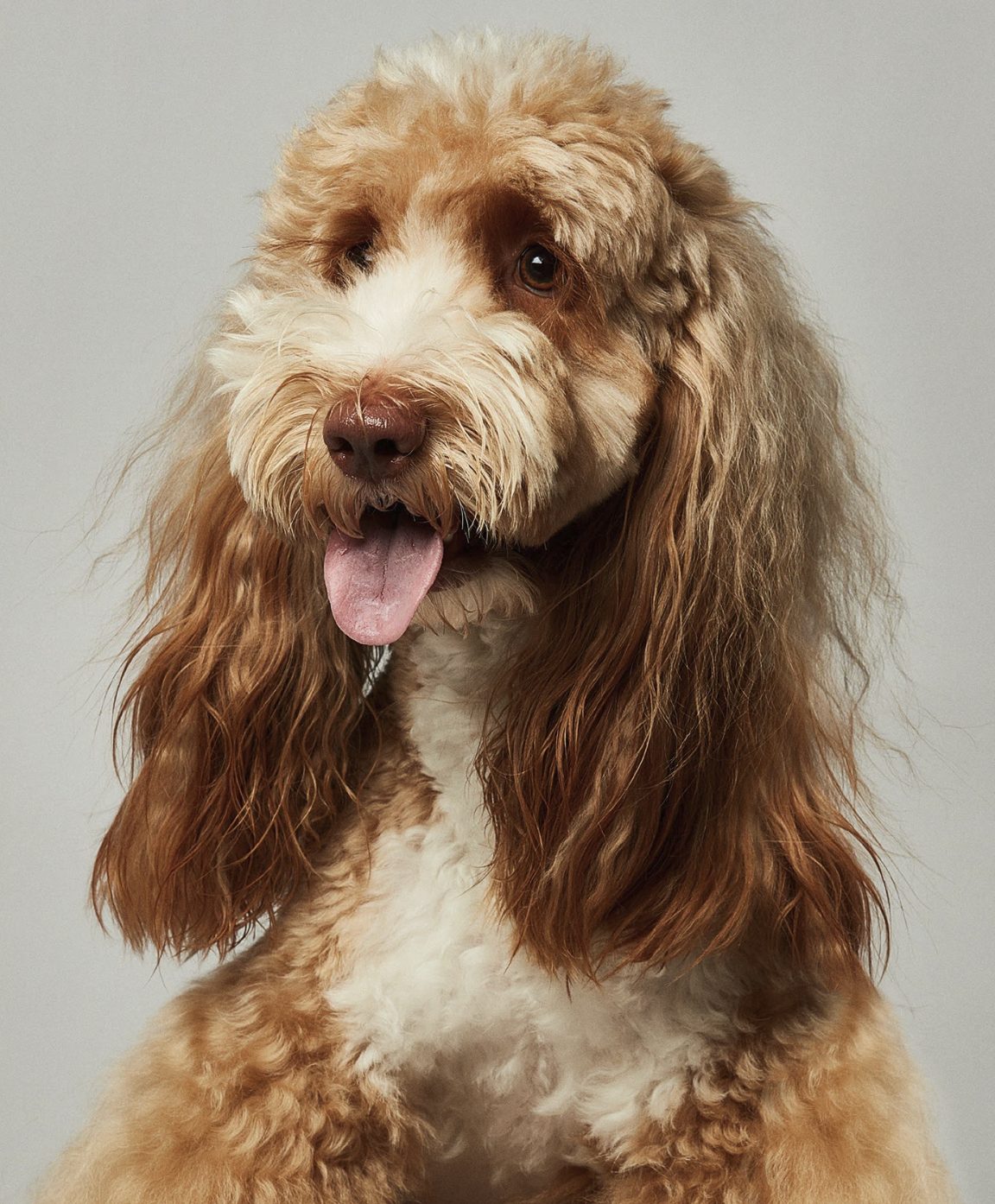 A fluffy dog