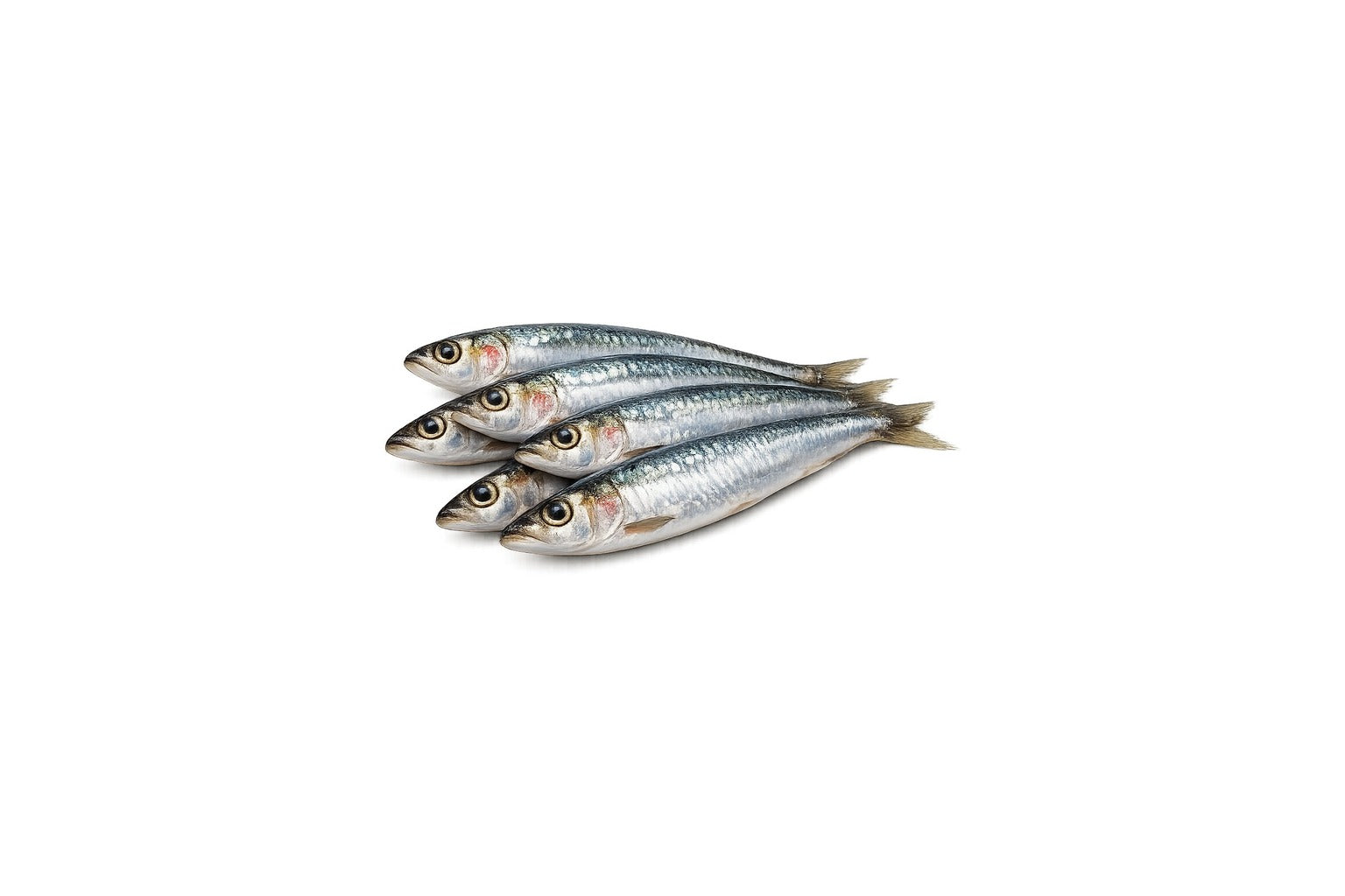 Sardines